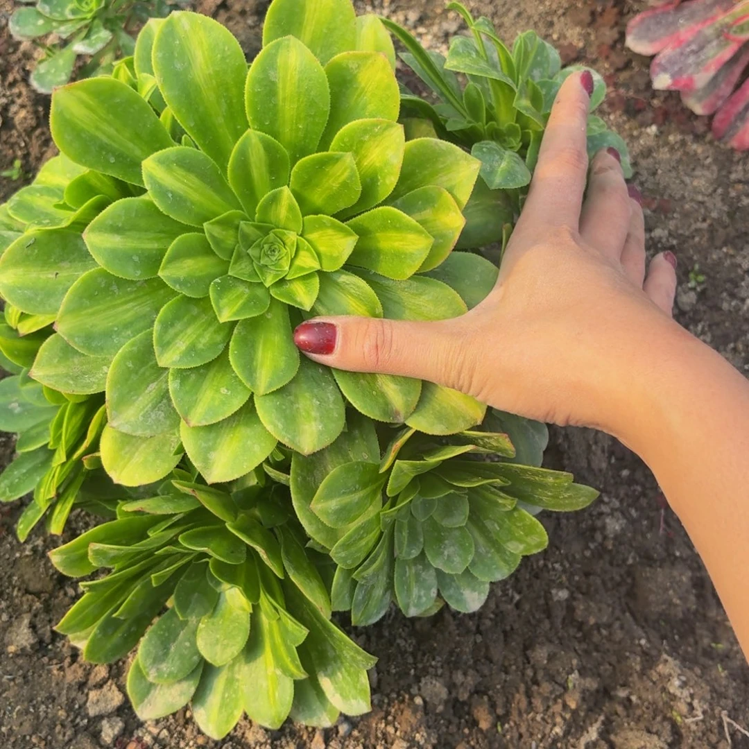 翡翠琉璃多肉植物捧花7多肉