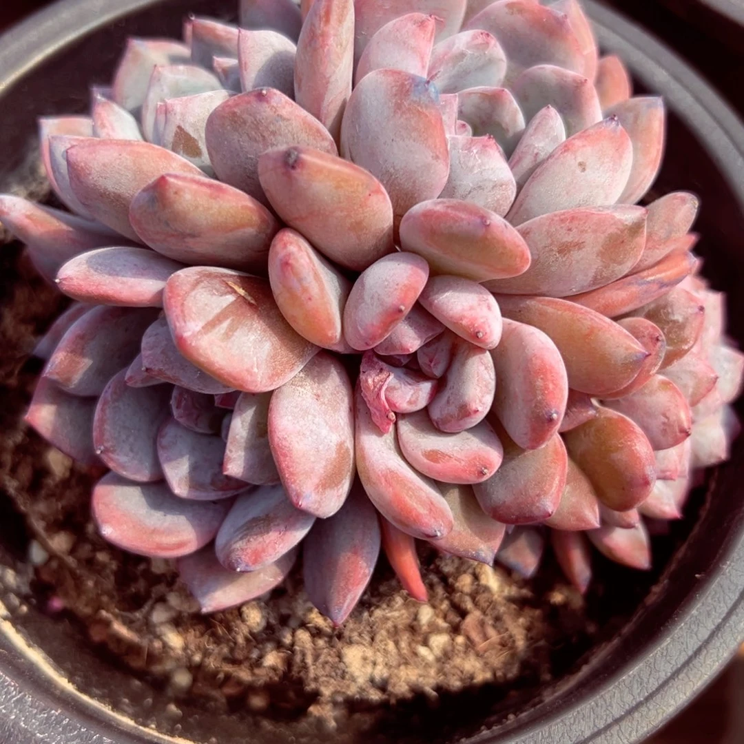 金****n金金小脸石榴籽缀化