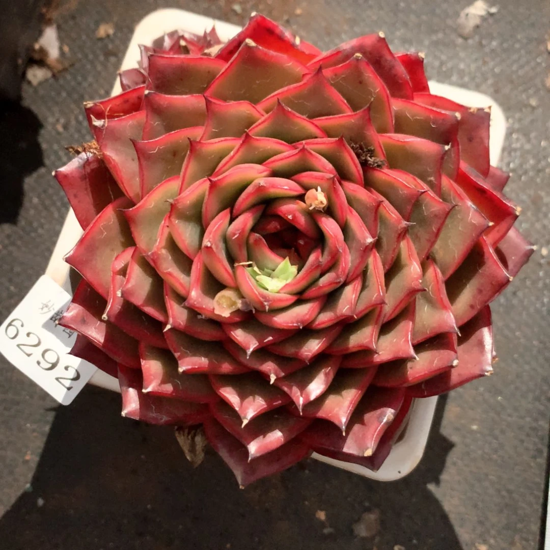 6292不包整散掉头不售后