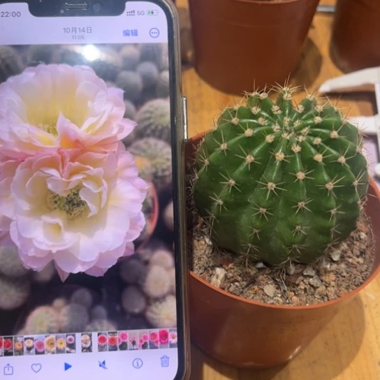 彩草比心6-7公分左右