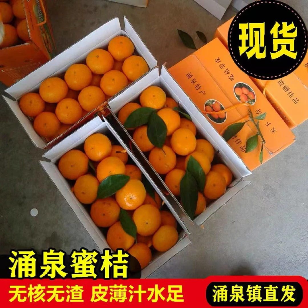 【正宗涌泉蜜桔】浙江临海涌泉蜜桔宫川早熟涌泉镇产地直发橘子桔子浙江省
