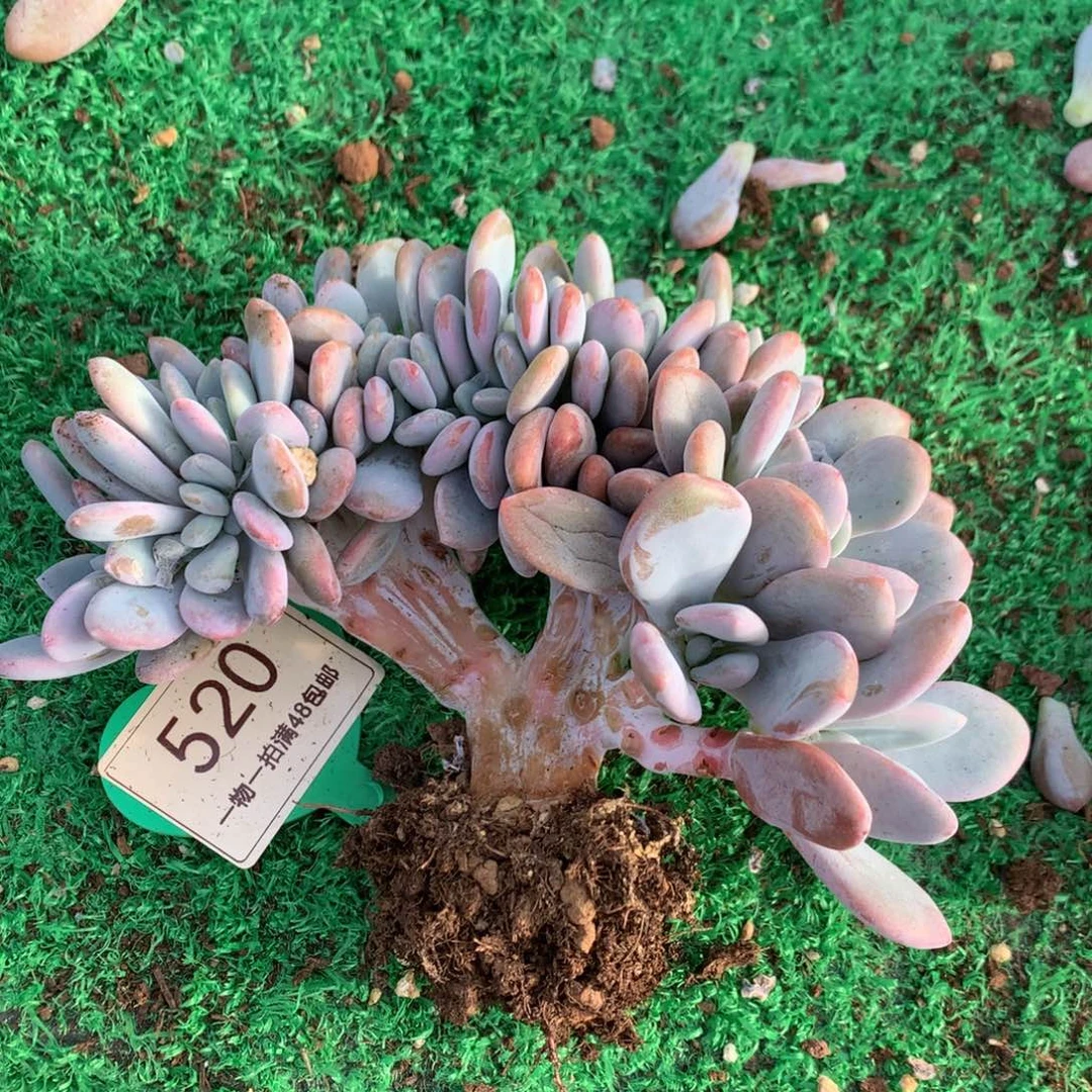 粉兔缀化开播福利