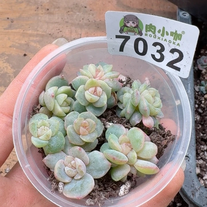 多肉植物多肉植物