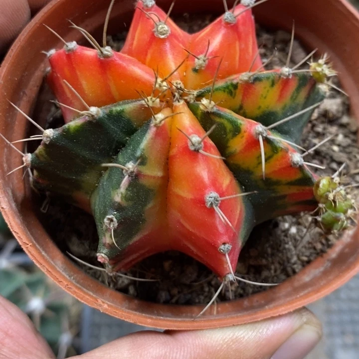 牡丹锦实生特价福利