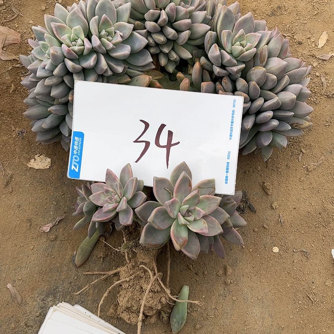 34号淡雪缀化一物一拍