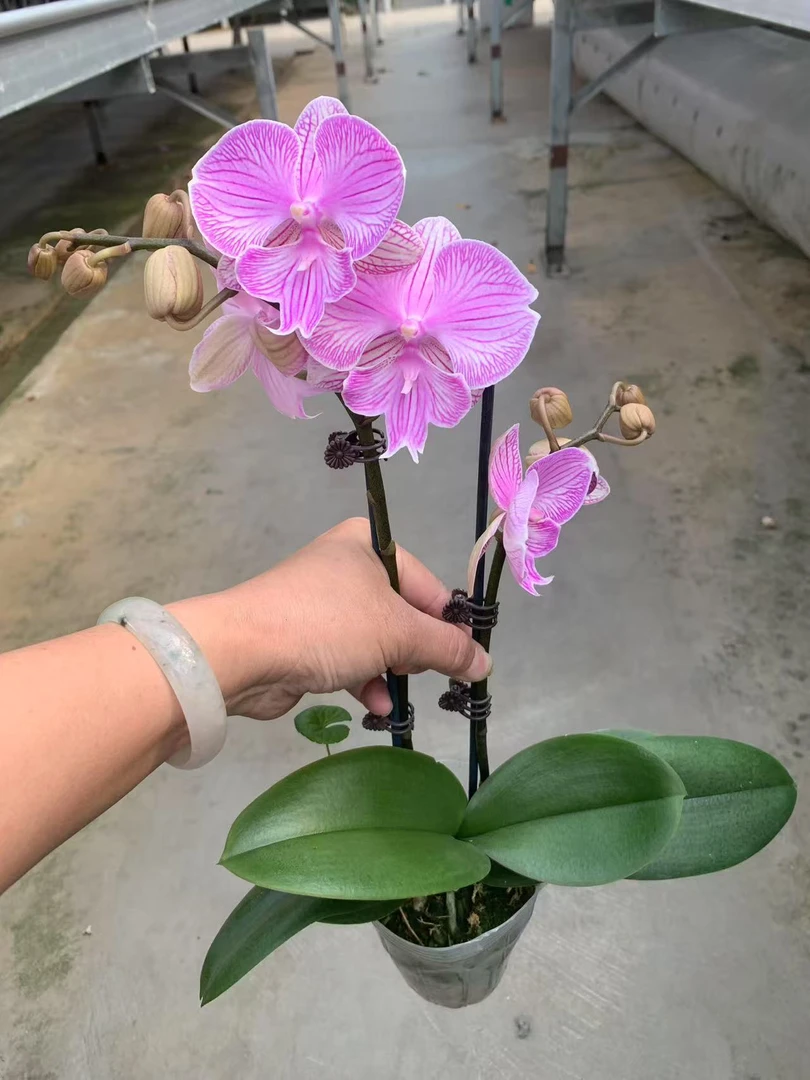 布朗隆蝴蝶兰，单颗带瑕疵