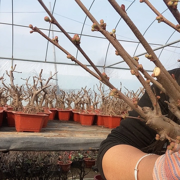 牛****l鸡血红梦绘卷海棠