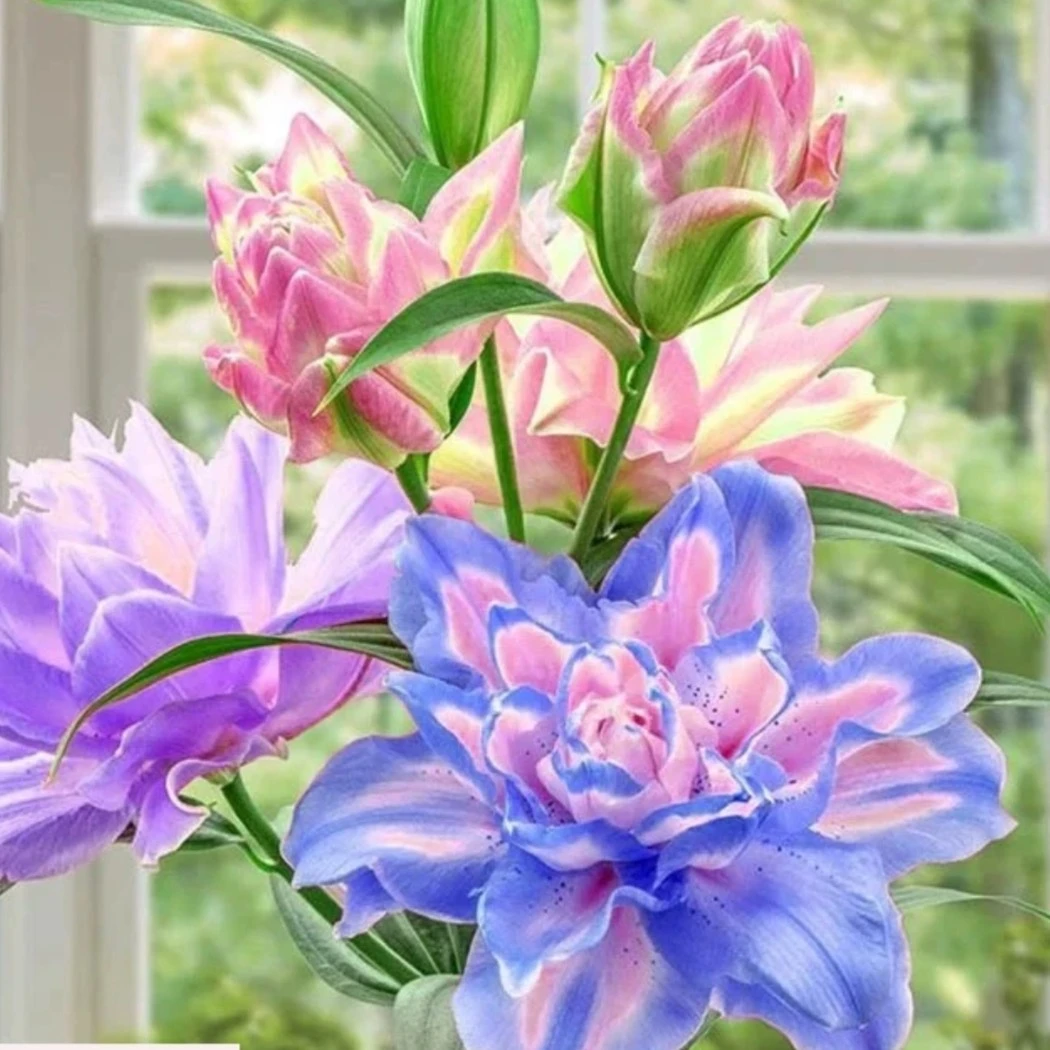 （送盆栽好）重瓣百合花种球带根芽浓香型适合庭院养死包赔