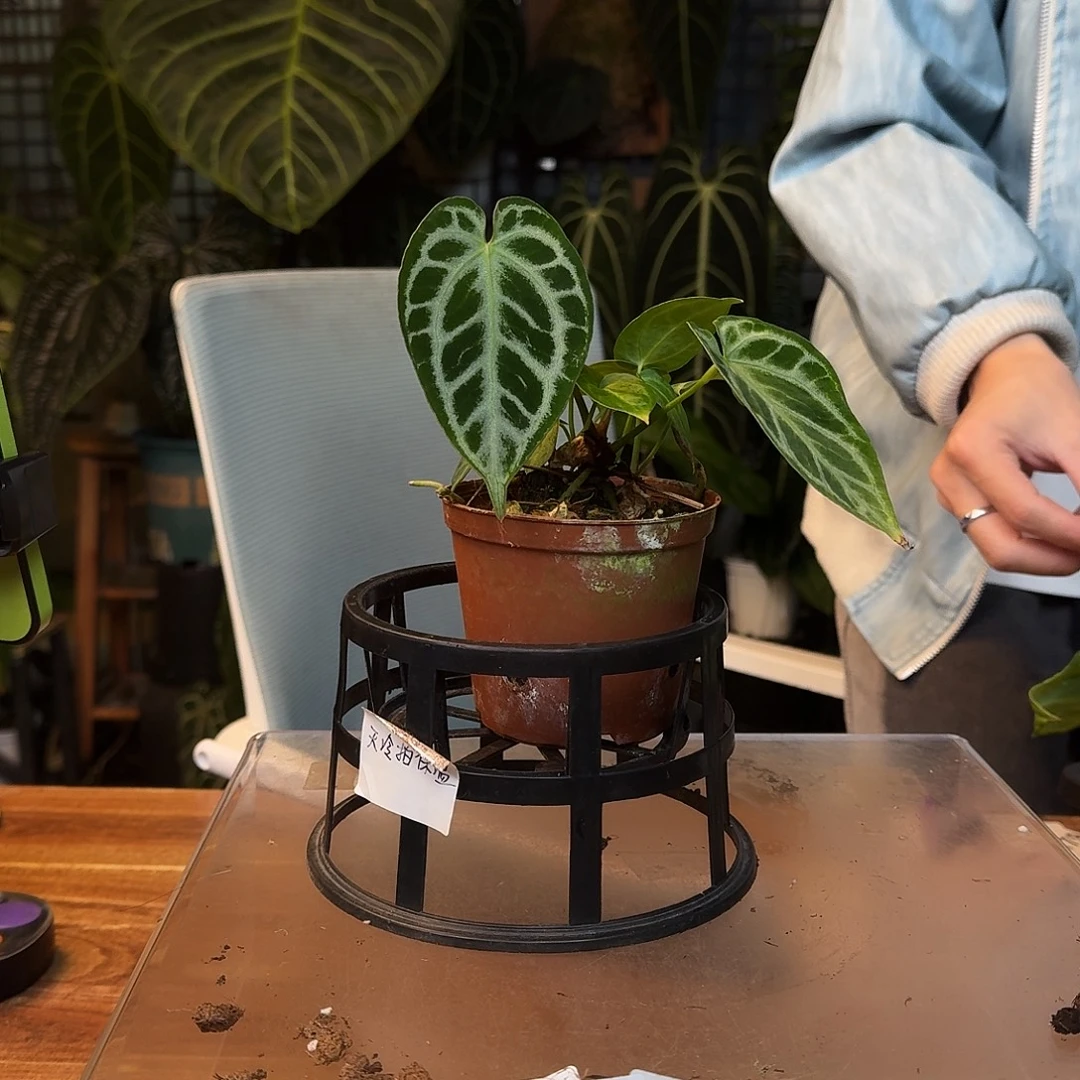 不开花植物K120银虎杂银刷子