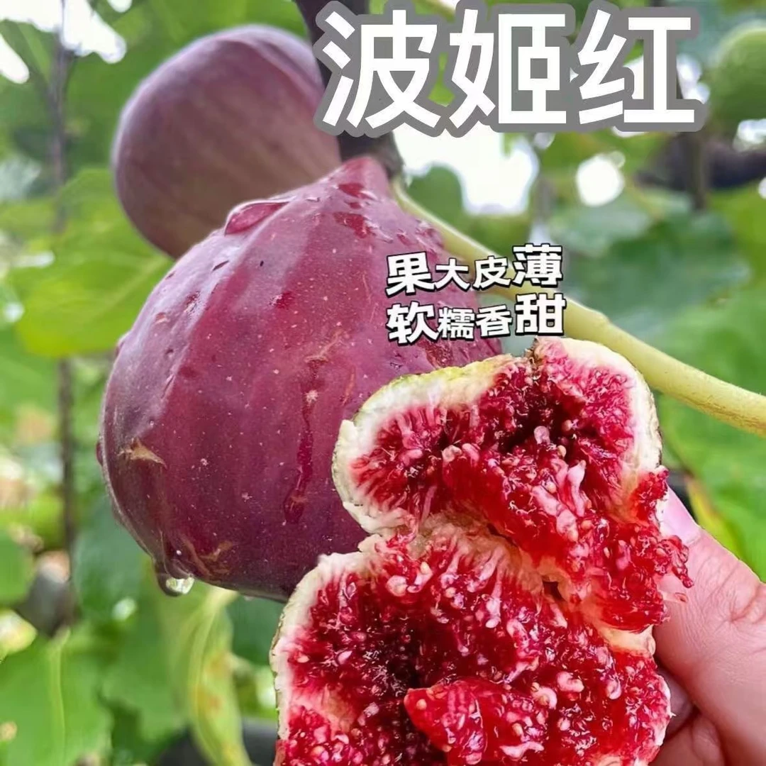 【带果摘叶发货】无花果树苗盆栽种植南方北方树苗地栽