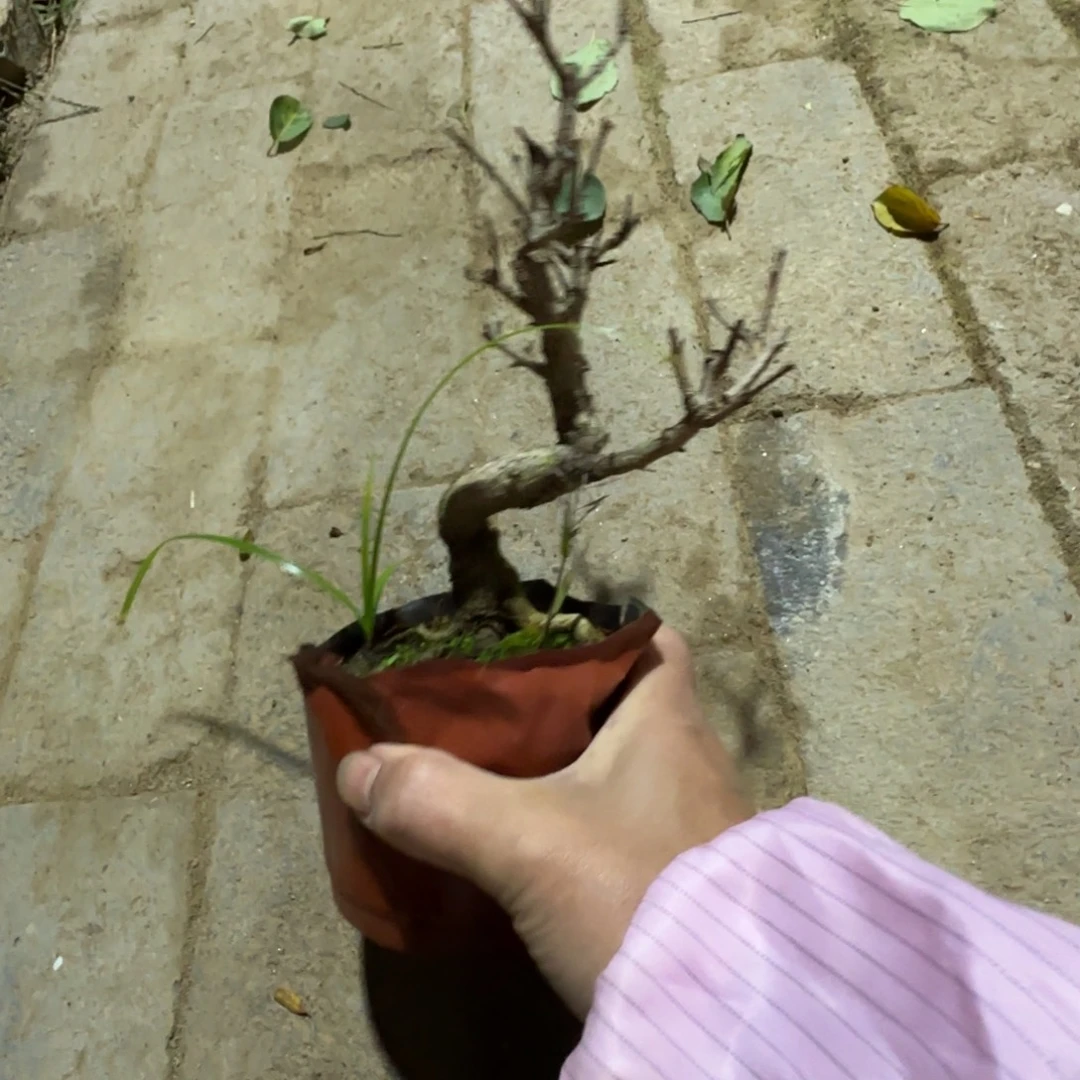 无***虫无花朵的地方干活货架空间