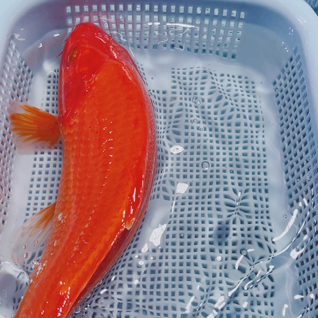锦鲤22-24 1红介子锦鲤观赏鱼冷水