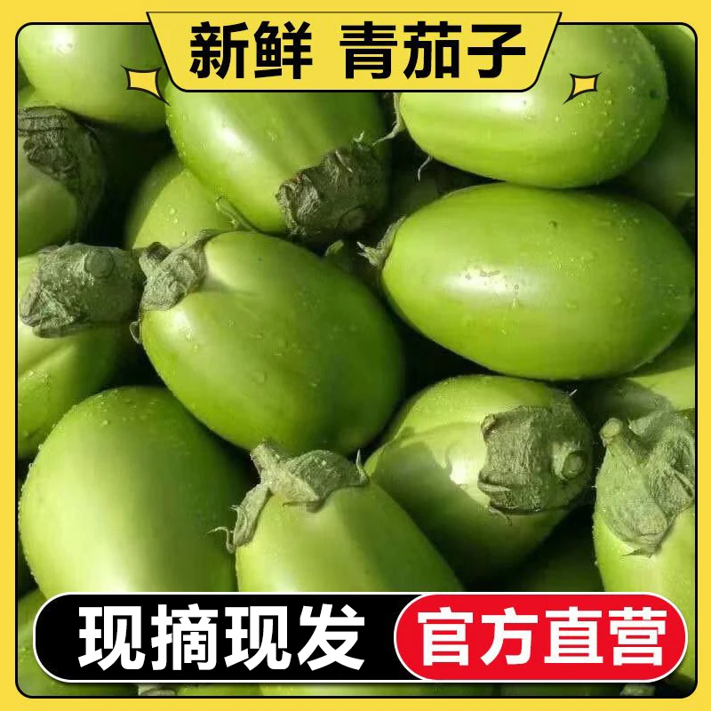 【官方直营】新鲜绿皮圆茄子青茄子绿茄子应季蔬菜 老品种3斤5斤