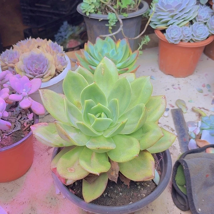 明***好翠花老桩多肉处理福利