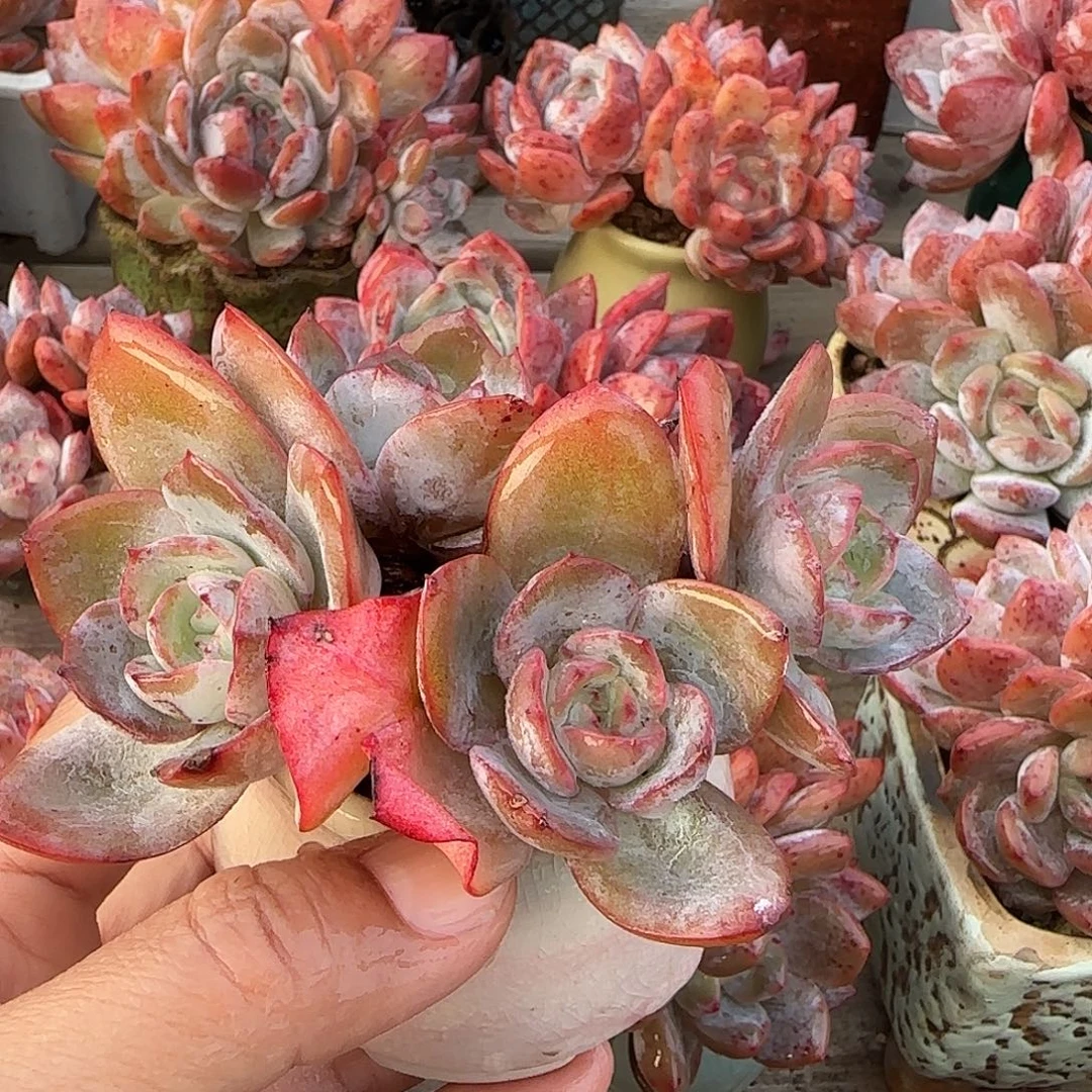 布鲁兰老桩四头群