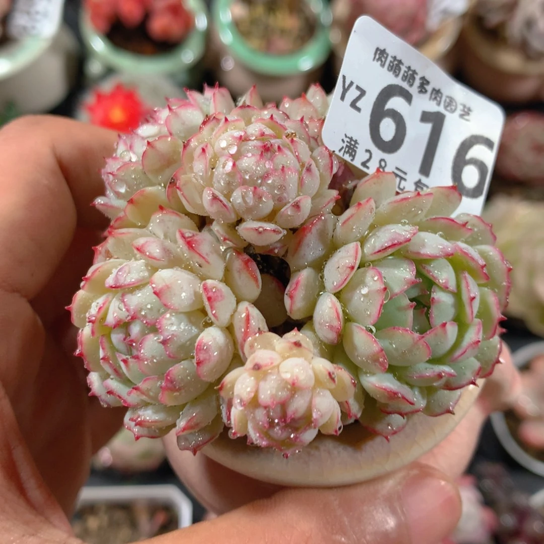 5CM拇指盆精控多肉YZ616