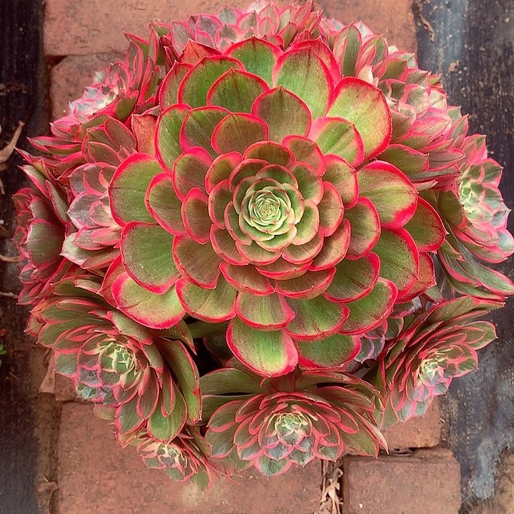 陌*粉花妖去多肉植物