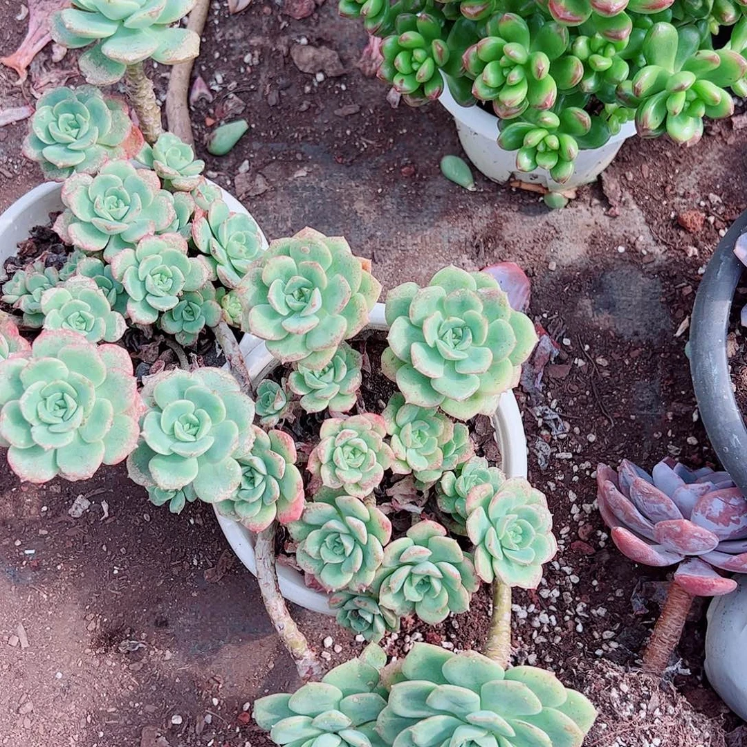 妮可沙拉玫瑰多头造型精品特价