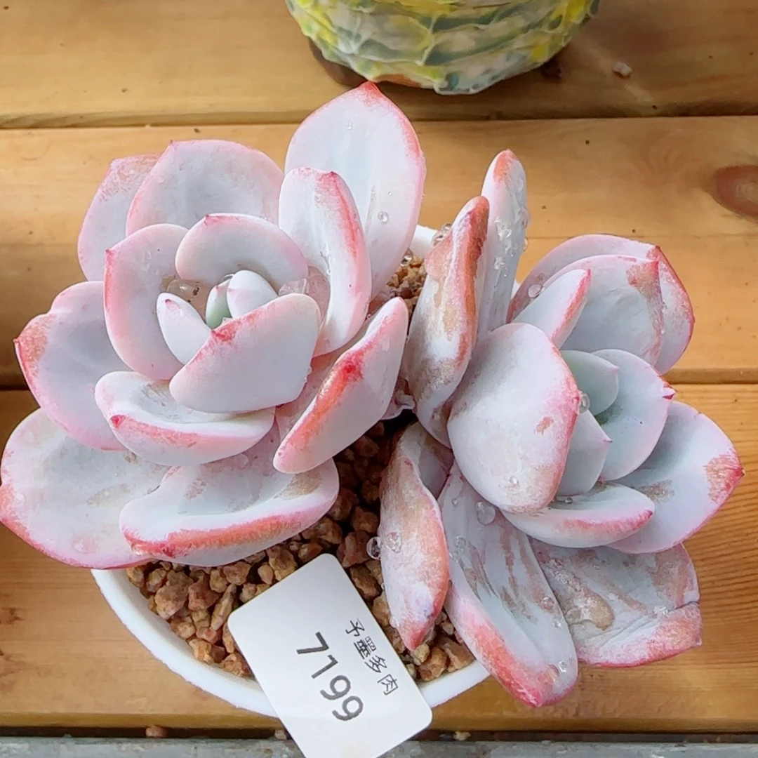 粗桩奶茶，7199多肉植物