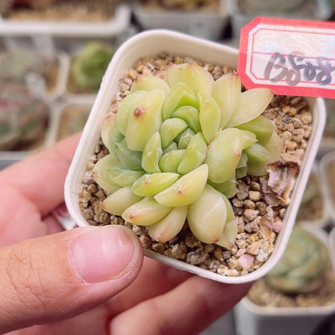 B808 一物一拍 珍妮放漏18包邮