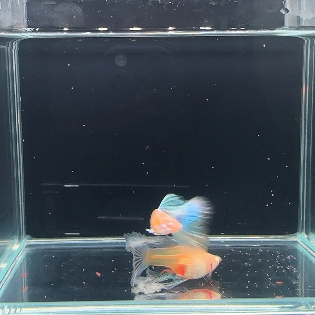 颖***虫孔雀鱼蓝白灯笼绣球1对 36号