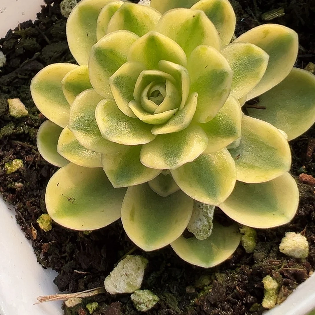 山地玫瑰锦开心2月26日园