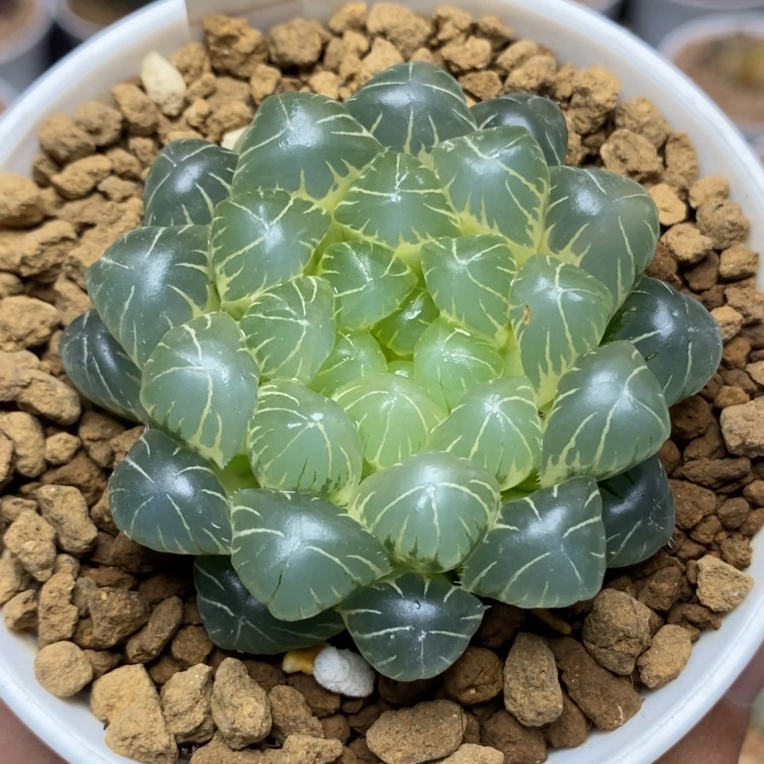 狗***叔383糊斑湖水玉露锦一物一拍