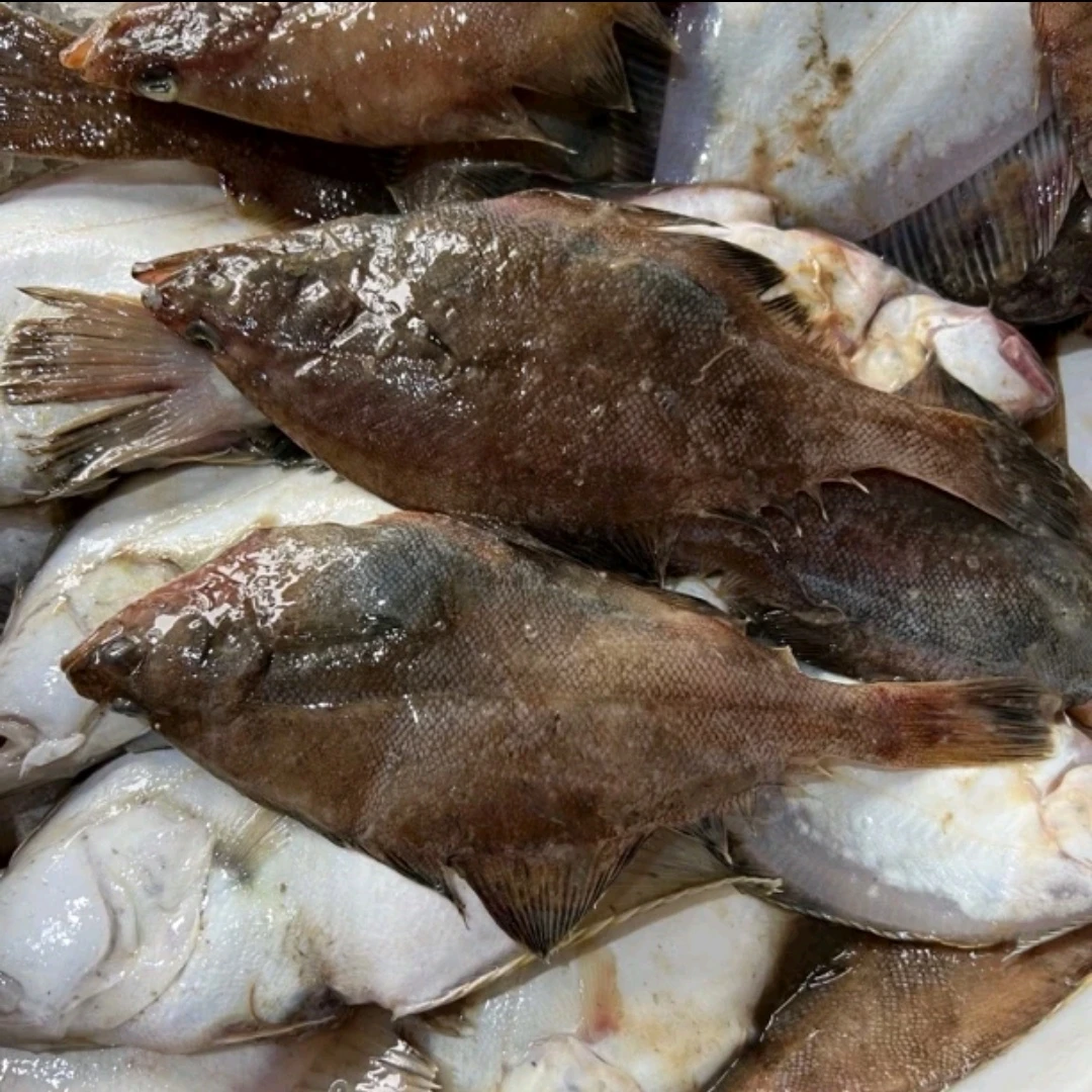 大连野生偏口鱼（顺丰包邮）大小个头不均匀