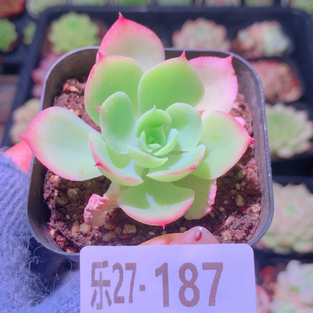 乐然27-187 柠檬玫瑰