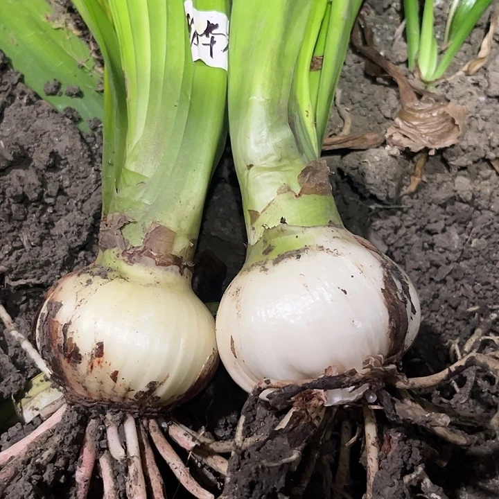 当前无花朵，栽培后可花朵物华天宝➕白鬼。