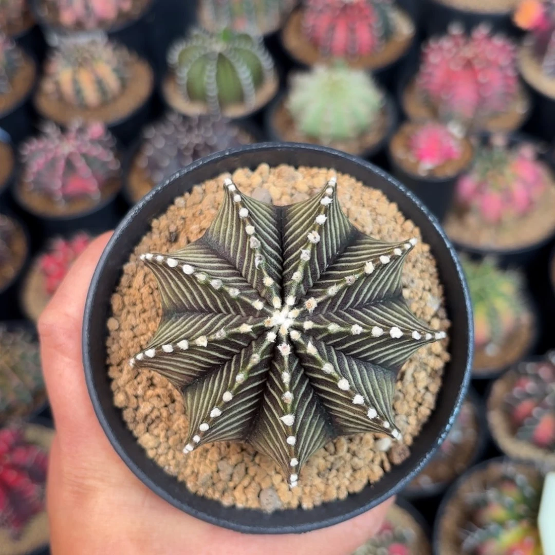 泰系米哈实生仙人球609