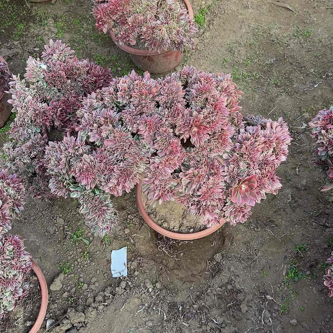 喜****8女神缀化脱土发货