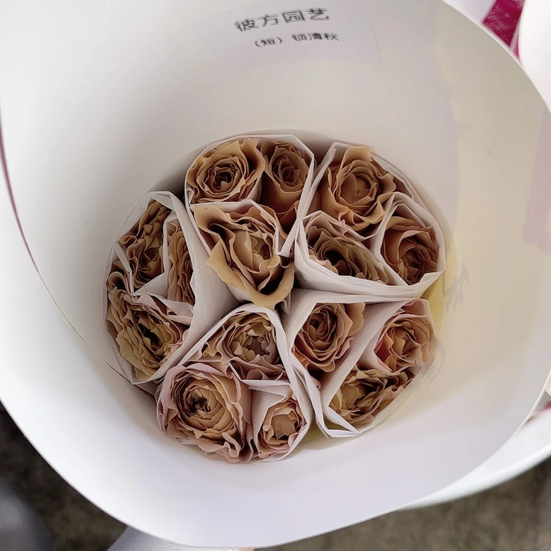 完全开放彼方（锁清秋）一扎