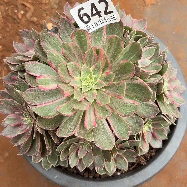 642万花筒诺米多肉法师锦不包侧枝断枝