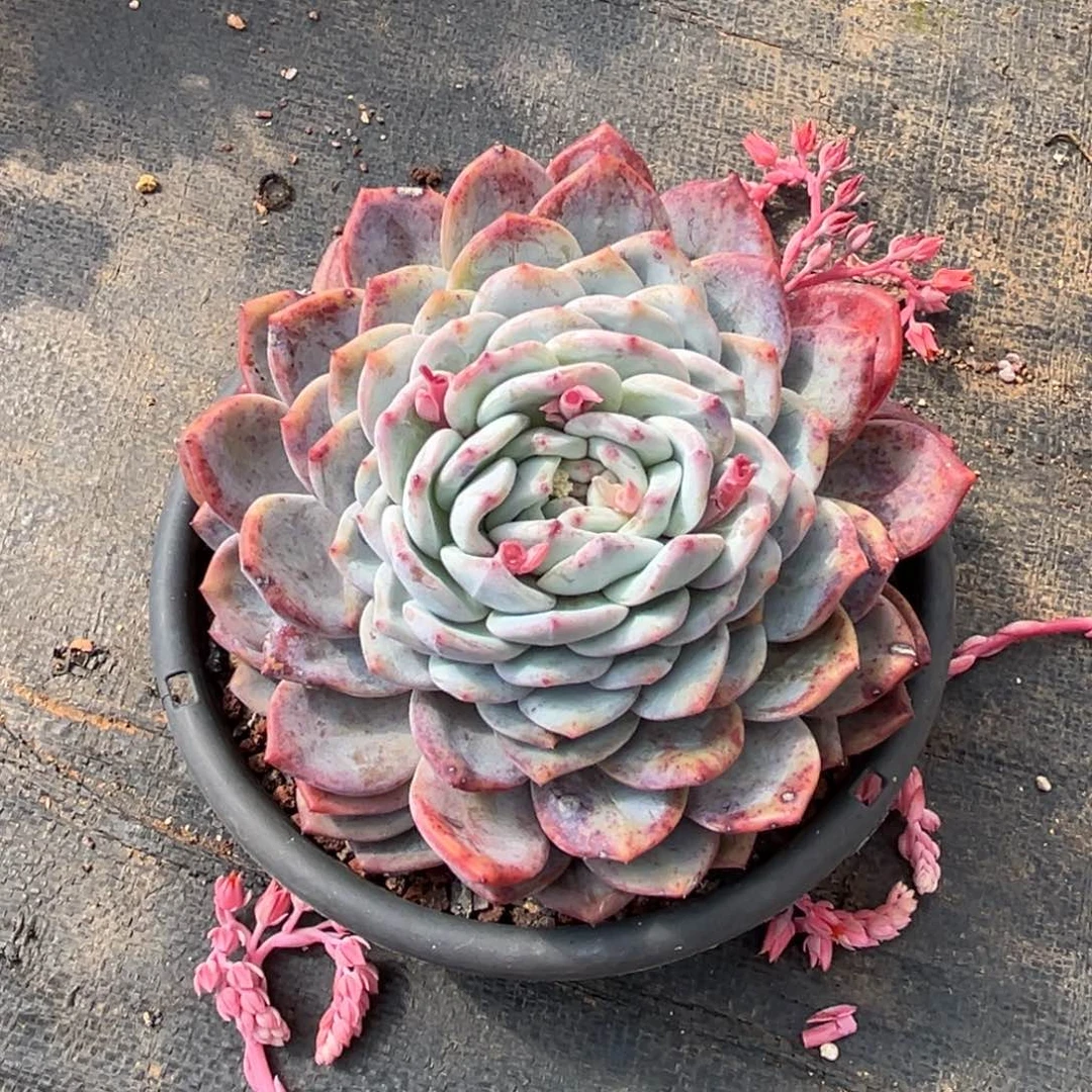 微****暖小雨多肉初见橙子