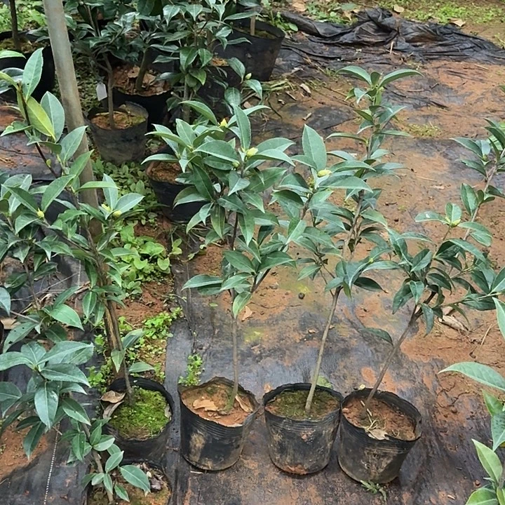 完全开放娃丽那深茶花