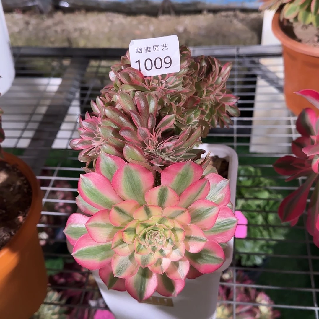 多肉植物倾城缀化1009