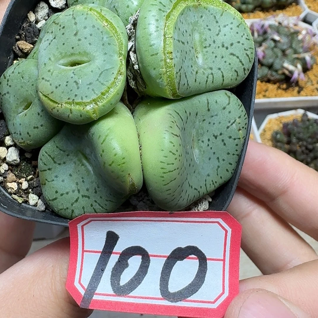 多肉植物的润泽和vhn