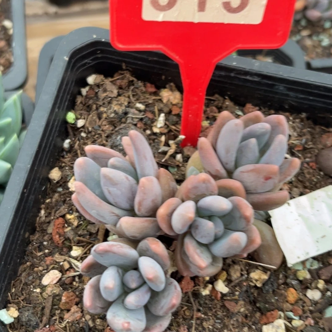 黑加仑多肉植物313