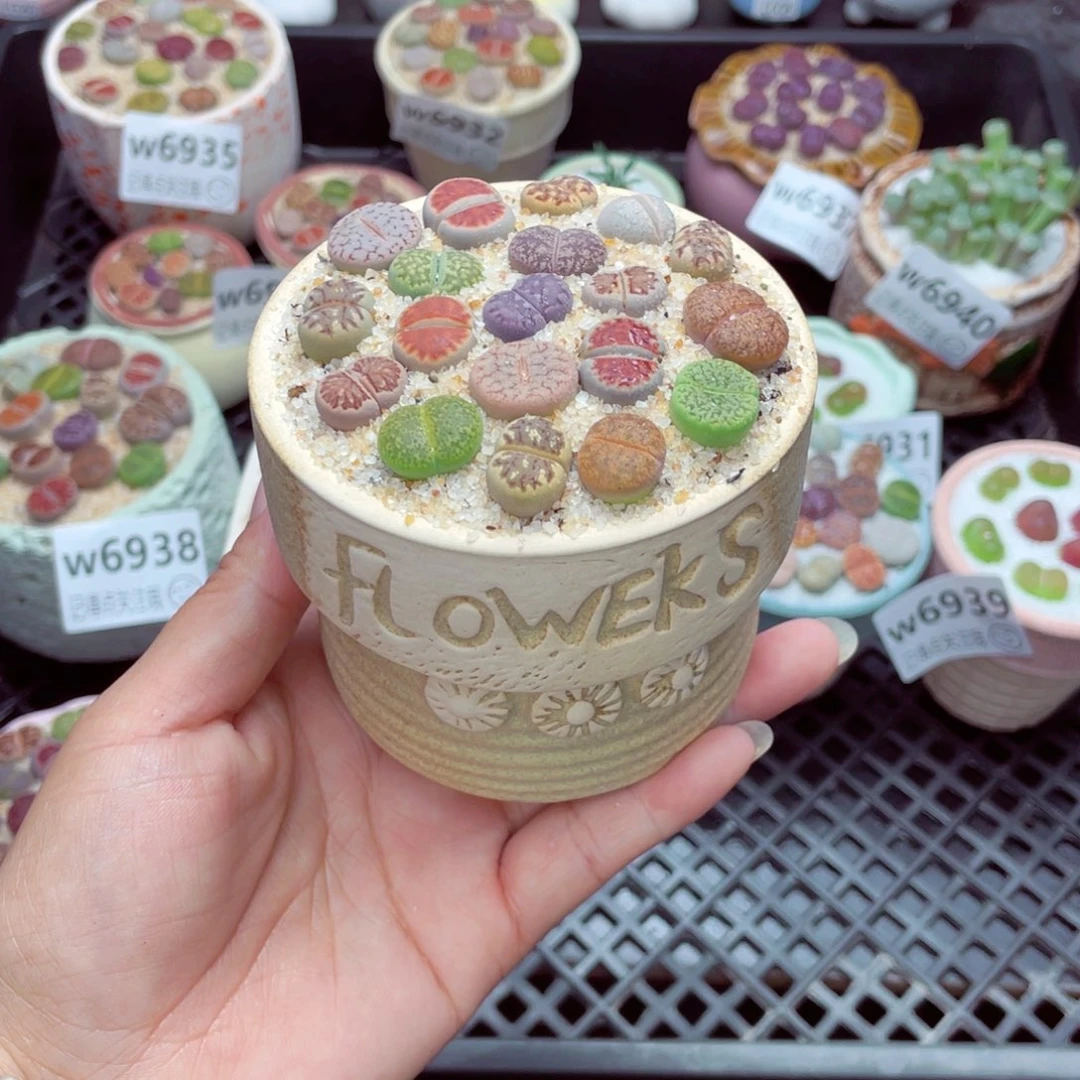 w6942 带盆土发货一物一拍