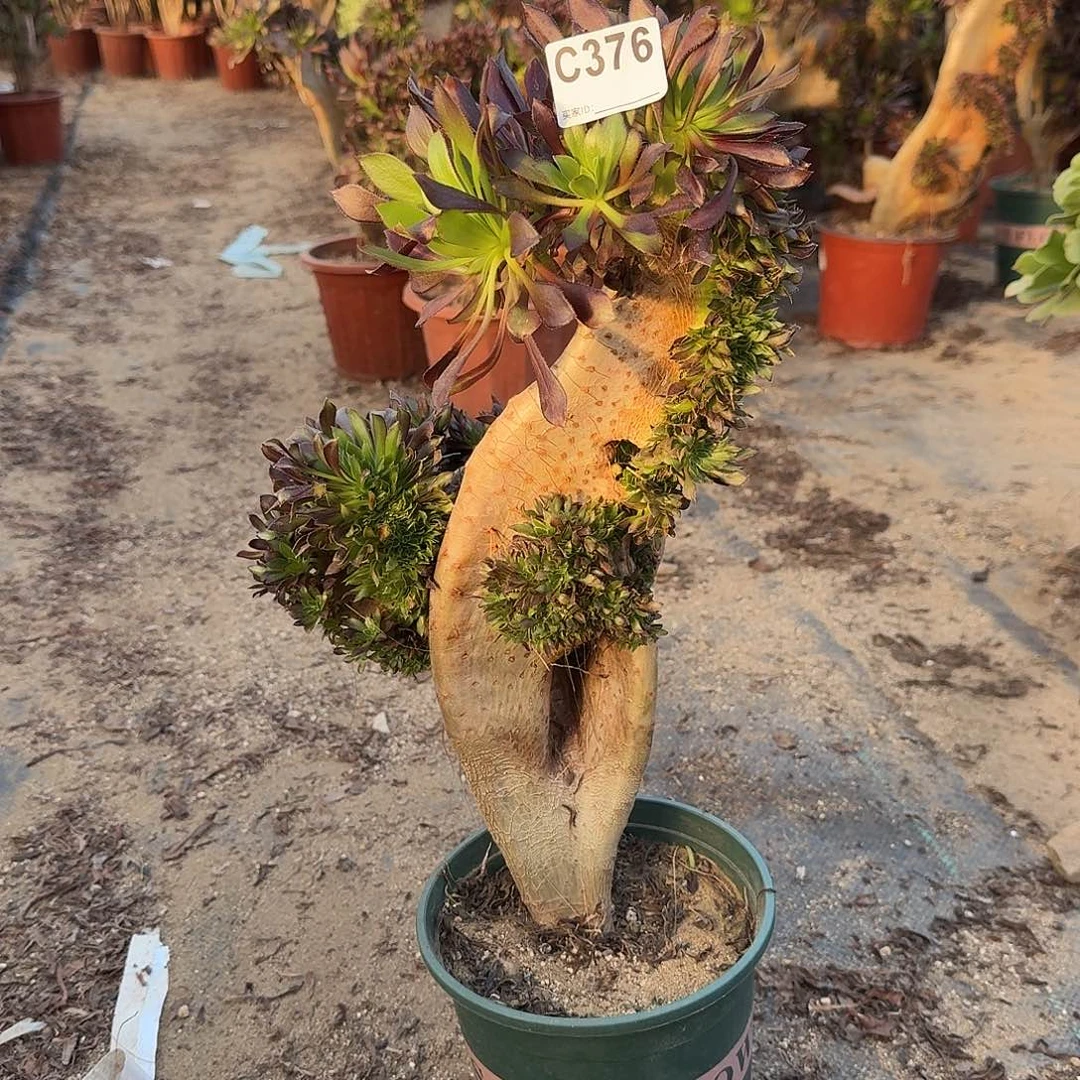 376黑法师有伤一颗新老伤