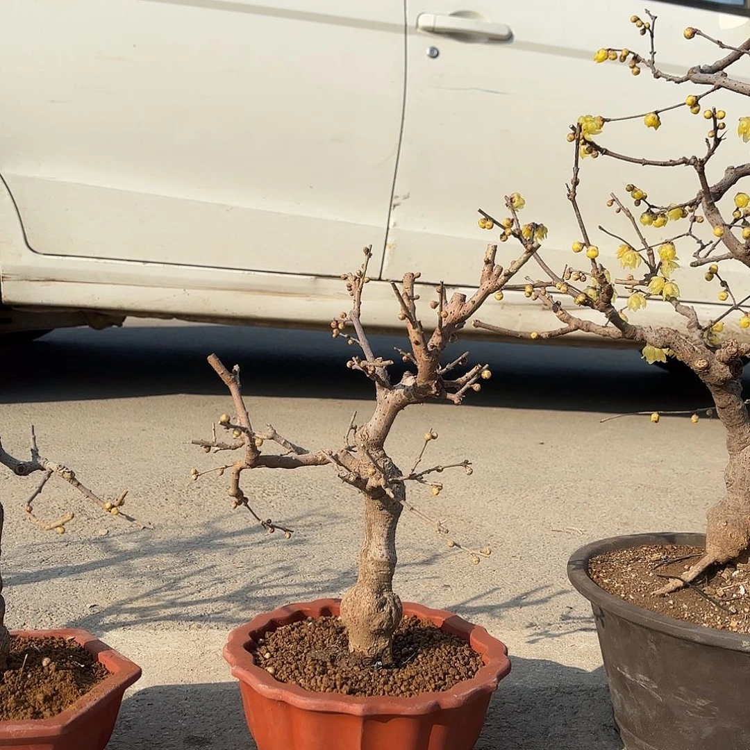 无花朵腊梅盆景造型盆栽花卉