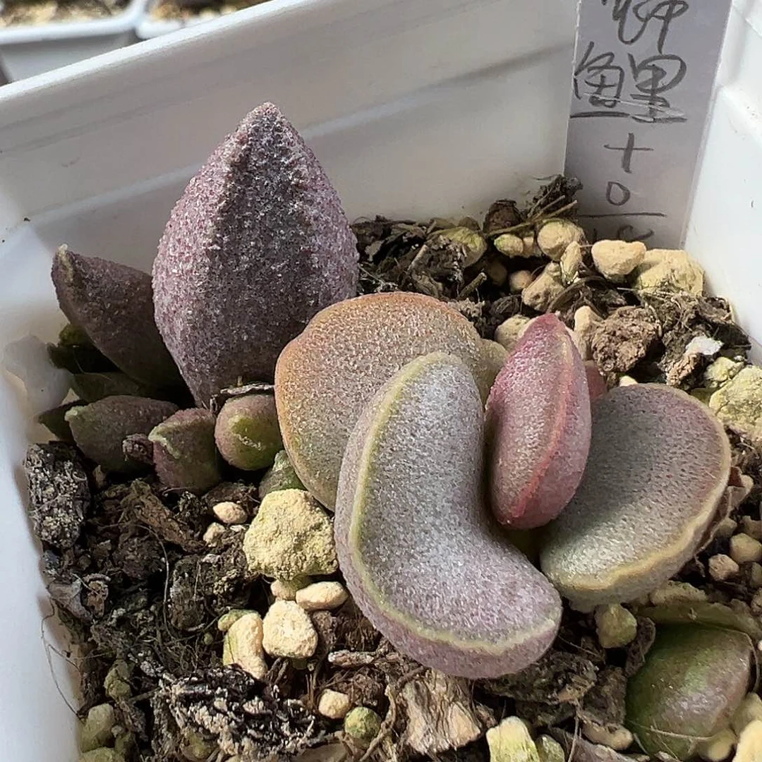 茶 锦鲤加实生新品