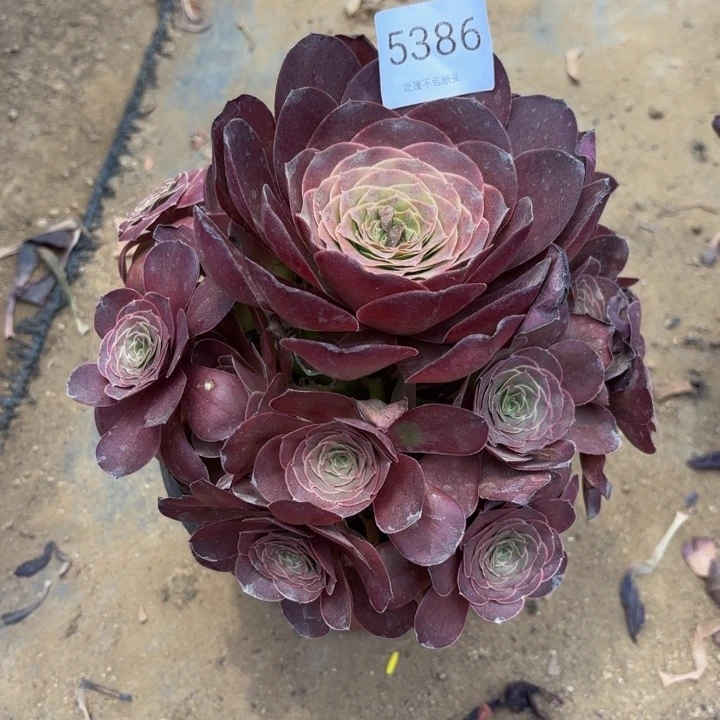 魅金玫瑰多肉处理不包断头5386