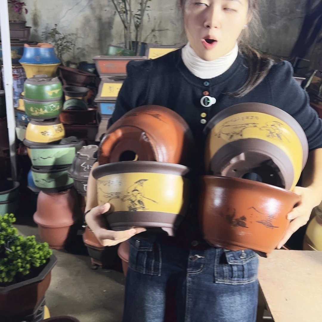 25+25紫气东来，25+25黄色放牛娃三角金钟