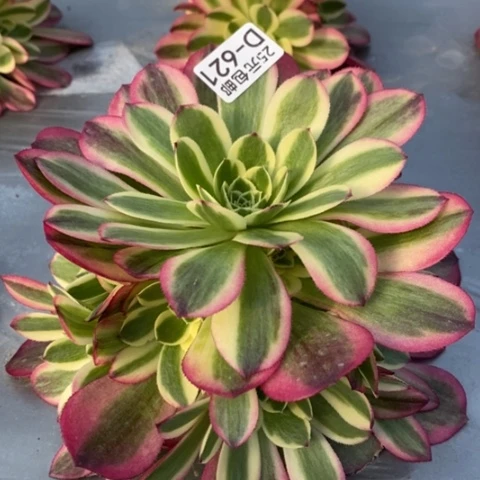 621万白满25包邮多肉