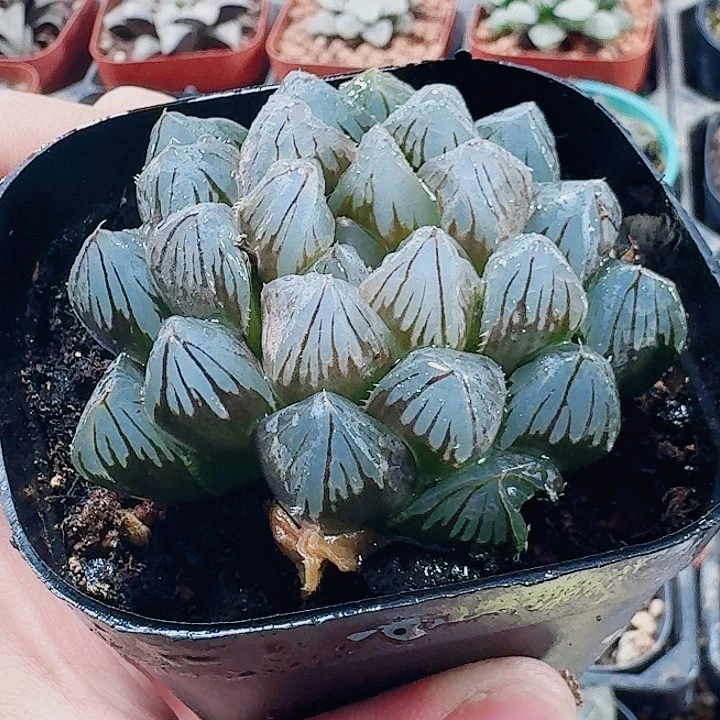 无花朵十二卷 龙爪冰灯 福利