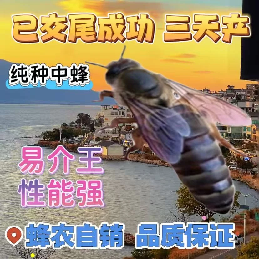 【包交尾成功】中蜂蜂王种王优质种王高产蜜蜂蜂王活体产卵王开产王