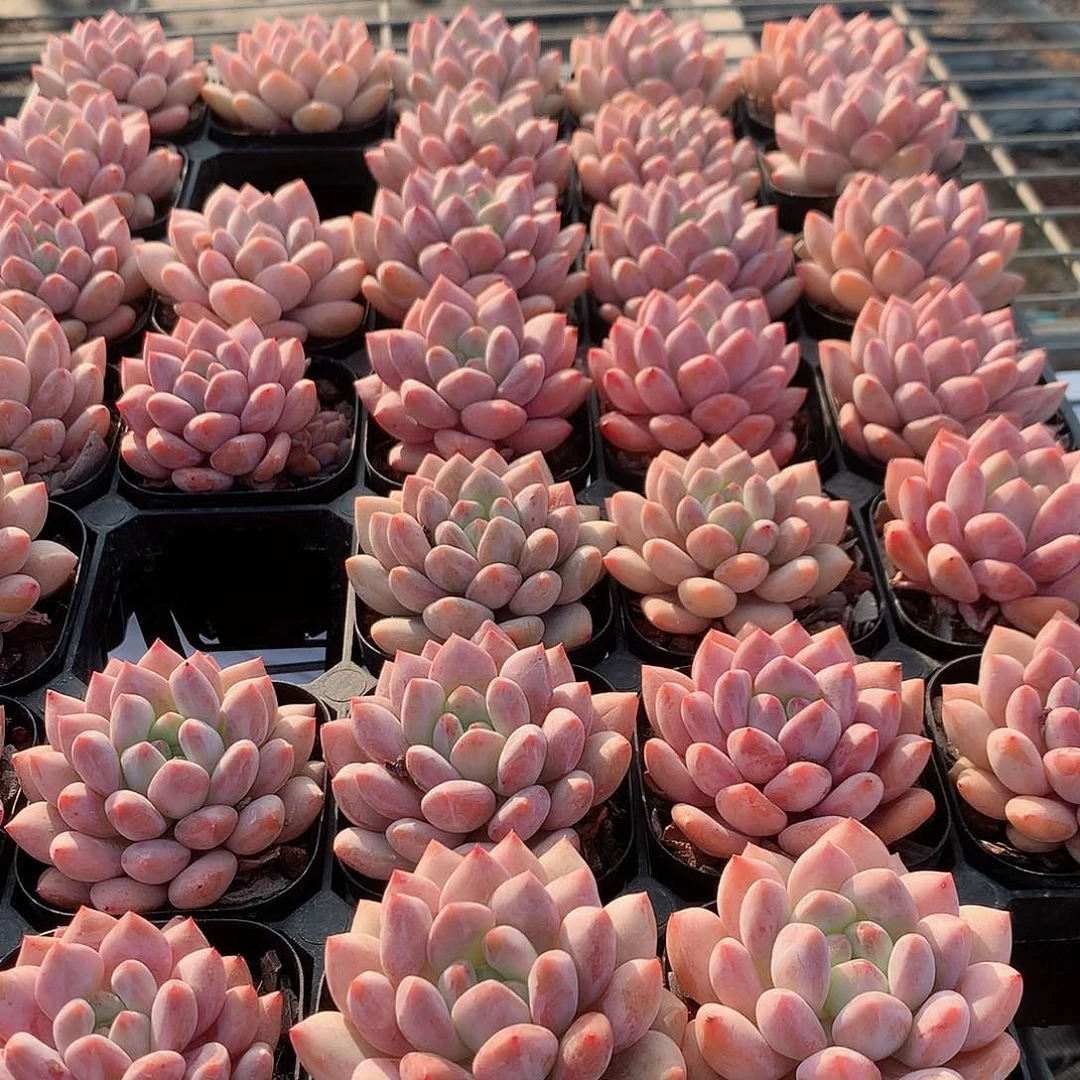 半夏8888888888888855