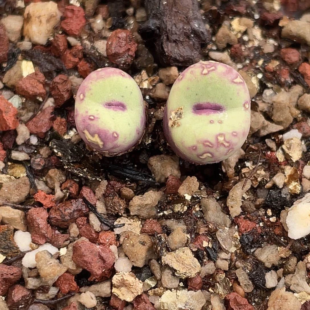 20-108嘴多肉植物肉锥